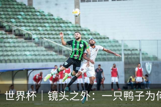 世界杯｜镜头之外：一只鸭子为何火遍世界杯？